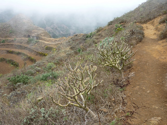 Kleinia neriifolia