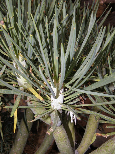 Kleinia neriifolia
