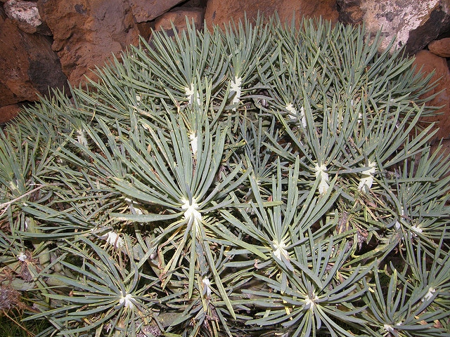 Kleinia neriifolia