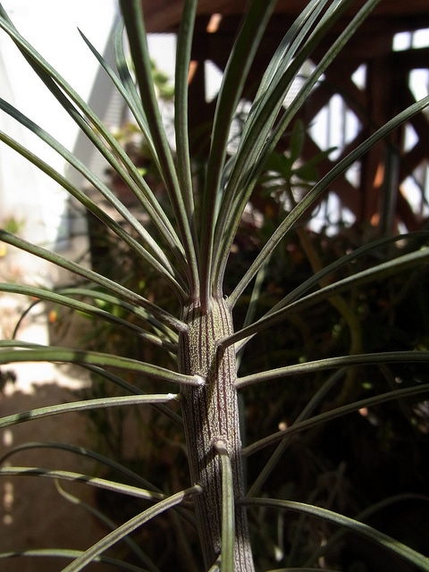 Kleinia neriifolia