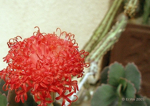 Kleinia stapeliiformis (Kleinia stapeliiformis)