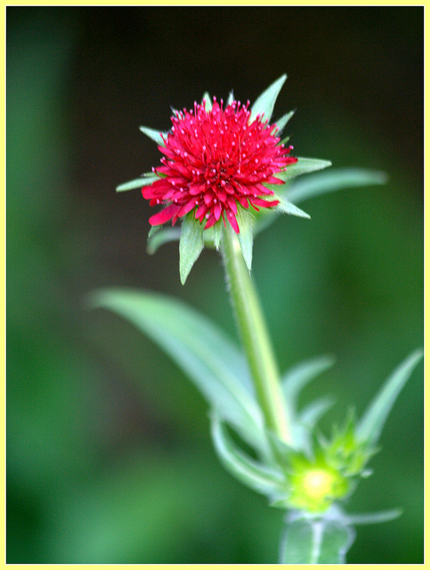 Petite scabieuse de macédoine