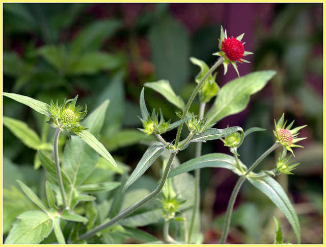Petite scabieuse de macédoine