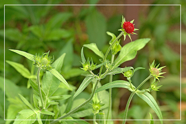 Petite scabieuse de macédoine