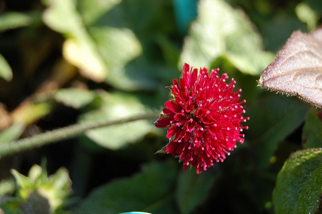 Petite scabieuse de macédoine