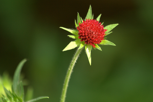 Petite scabieuse de macédoine