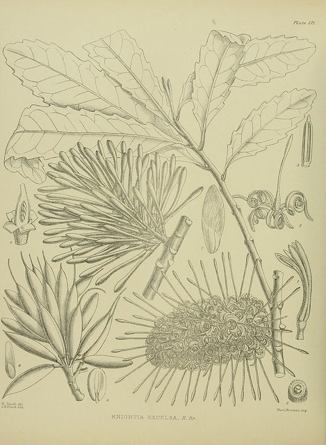 Knightia excelsa (Knightia excelsa)