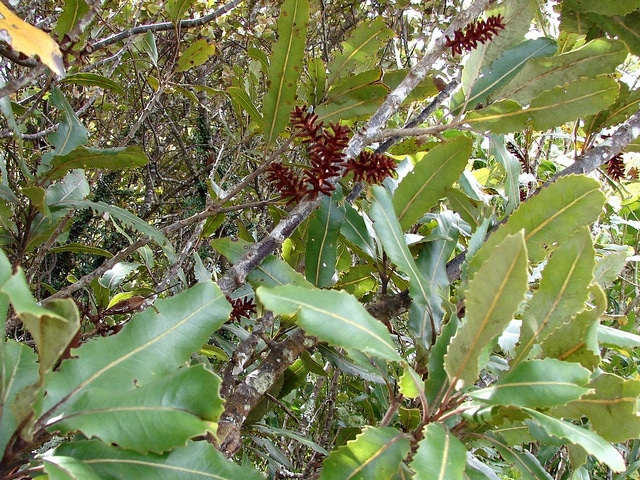 Knightia excelsa