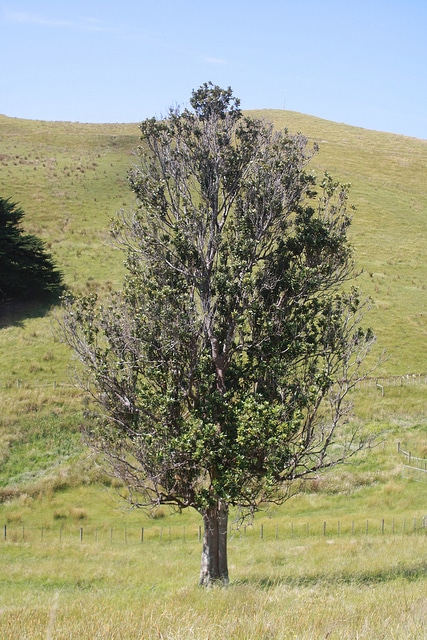 Knightia excelsa