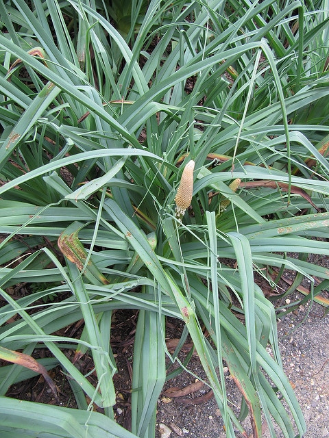 Kniphofia caulescens (Kniphofia caulescens)