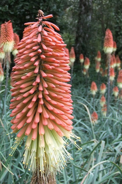 Kniphofia caulescens