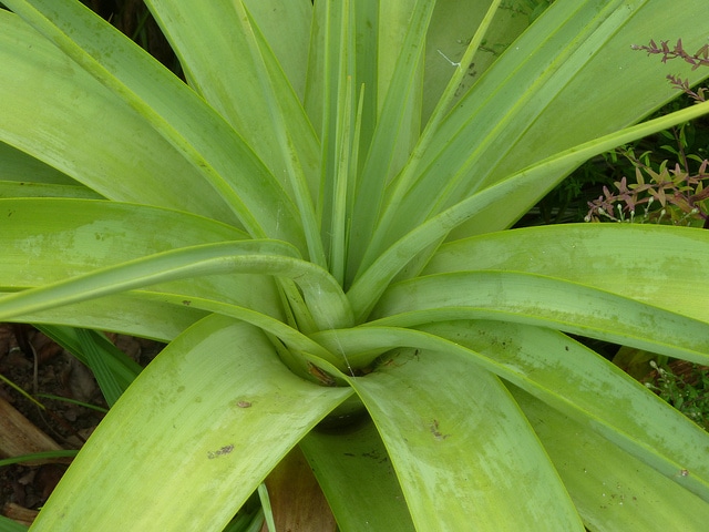 Tritoma northiae (Kniphofia northiae)