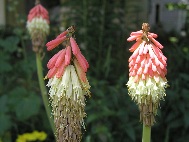 Tritoma uvaria (Kniphofia uvaria)