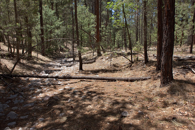 Koélérie glauque (Koeleria glauca)