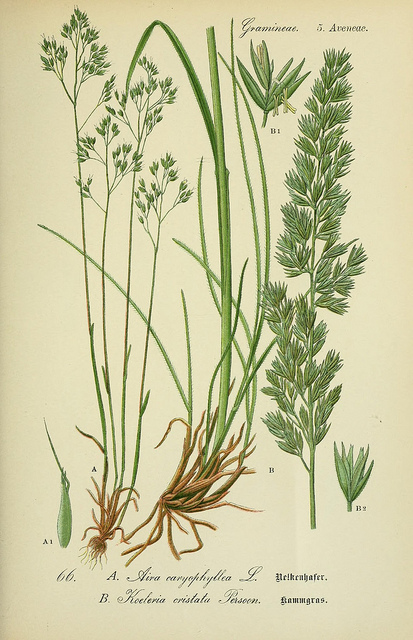 Koelérie à crêtes (Koeleria pyramidata)