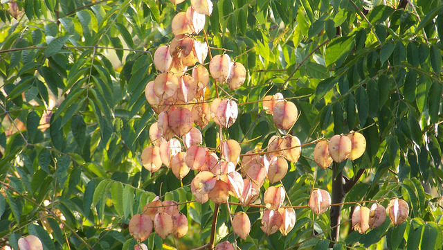 Savonnier (Koelreuteria paniculata)