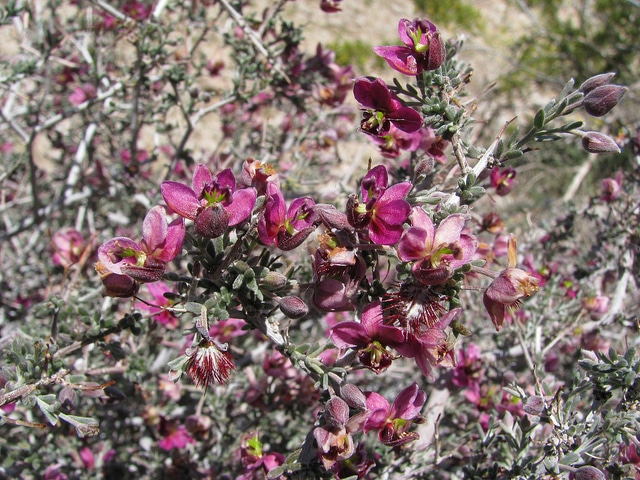 Krameria (Krameria grayi)