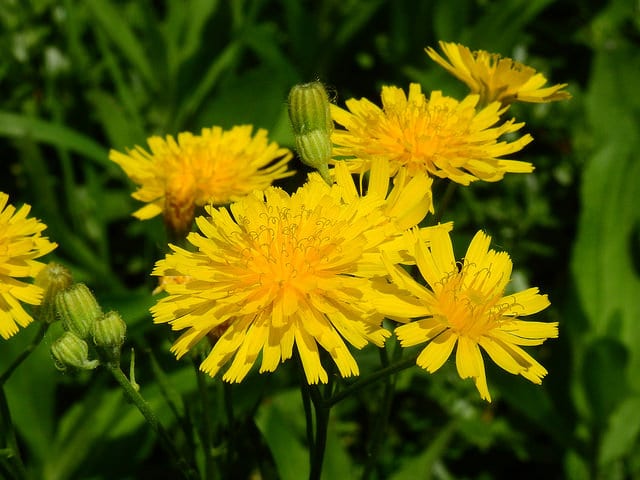 Krigia virginica