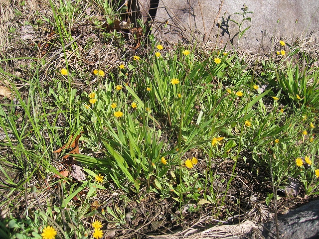 Krigia virginica