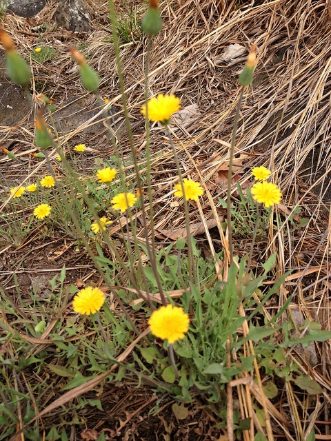 Krigia virginica