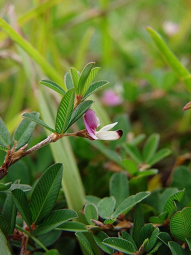 Kummerowia stipulacea