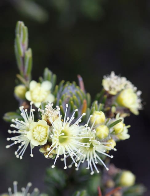 Kunzea muelleri