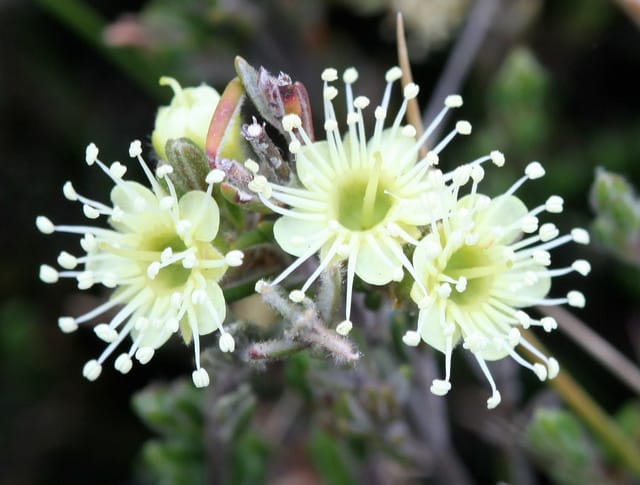 Kunzea muelleri