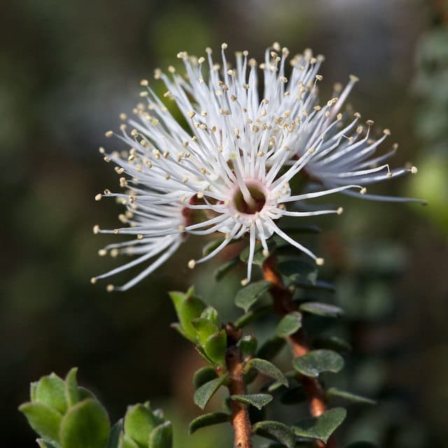Kunzea pomifera