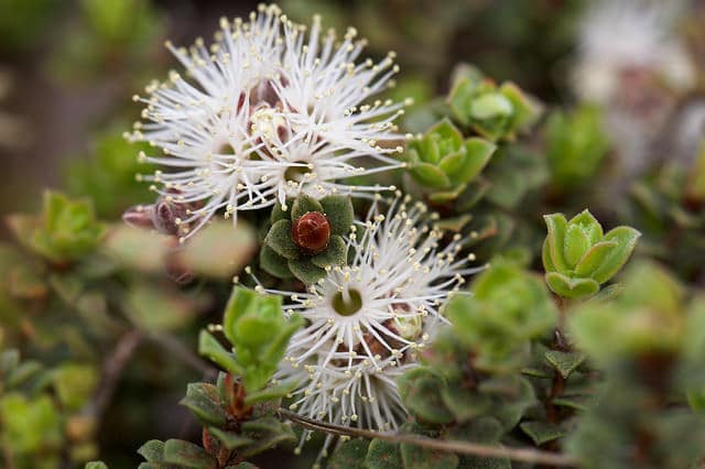 Kunzea pomifera