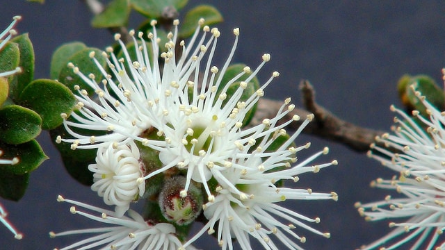 Kunzea pomifera