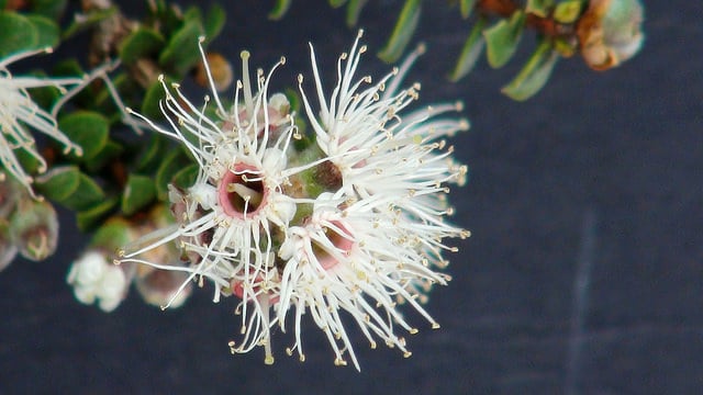 Kunzea pomifera