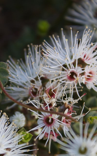 Kunzea pomifera