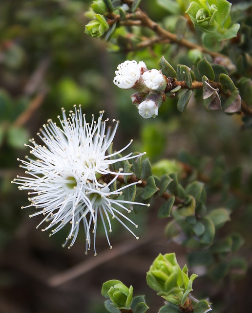 Kunzea pomifera