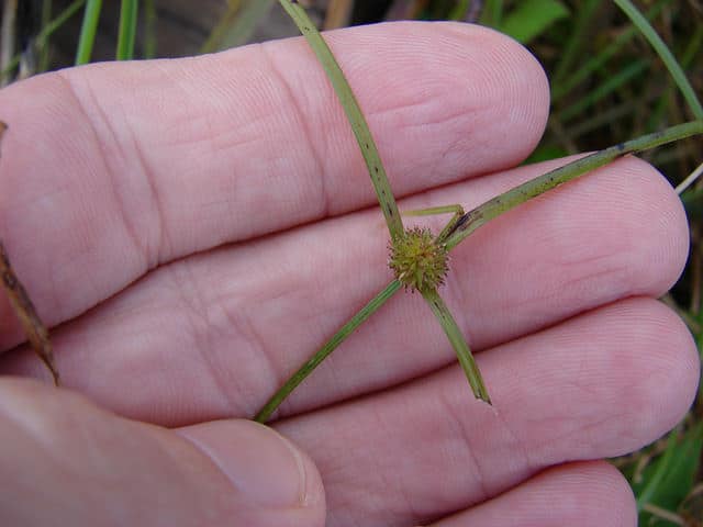 Kyllinga brevifolia
