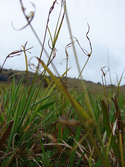 Kyllinga brevifolia