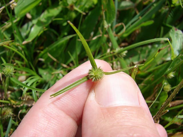 Kyllinga brevifolia