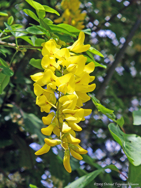 Aubour des alpes (Laburnum alpinum)
