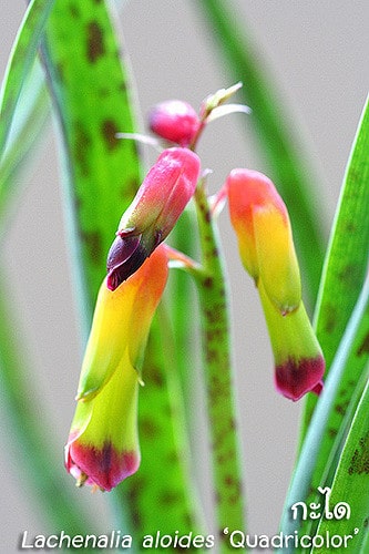 Lachenalia aloides (Lachenalia aloides)