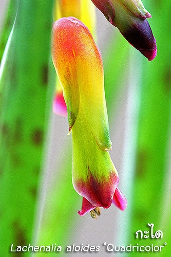 Lachenalia aloides