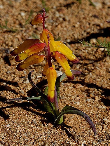 Lachenalia aloides