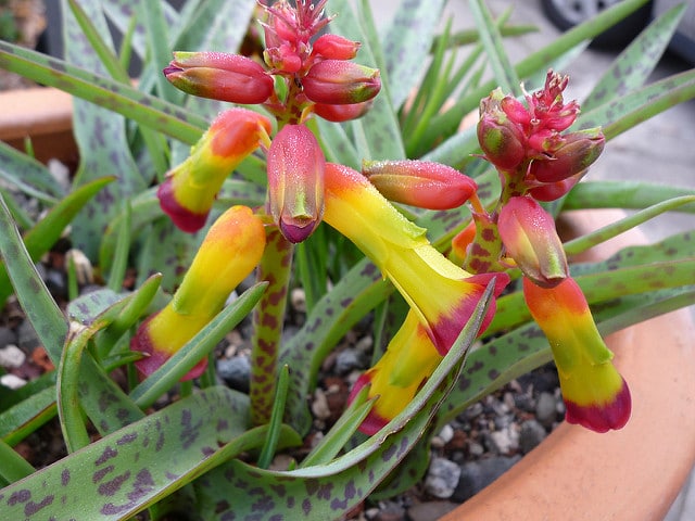 Lachenalia aloides