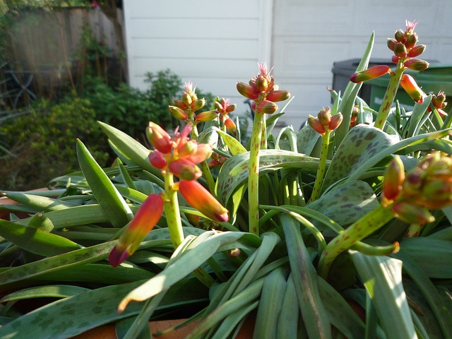 Lachenalia aloides