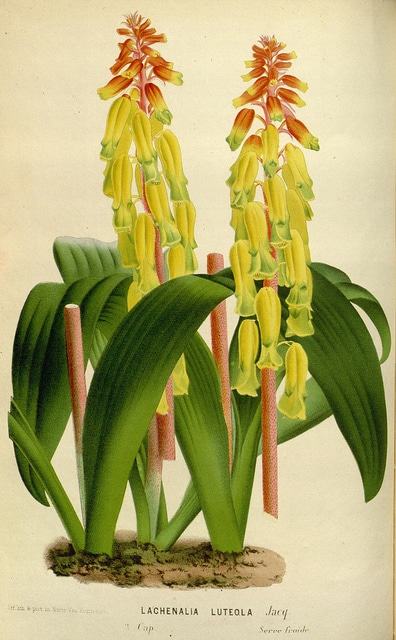 Lachenalia aloides