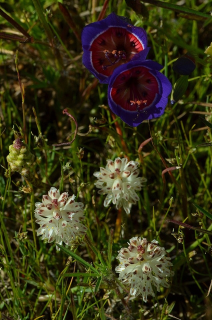 Lachenalia contaminata