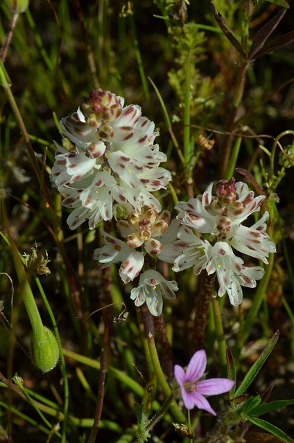 Lachenalia contaminata