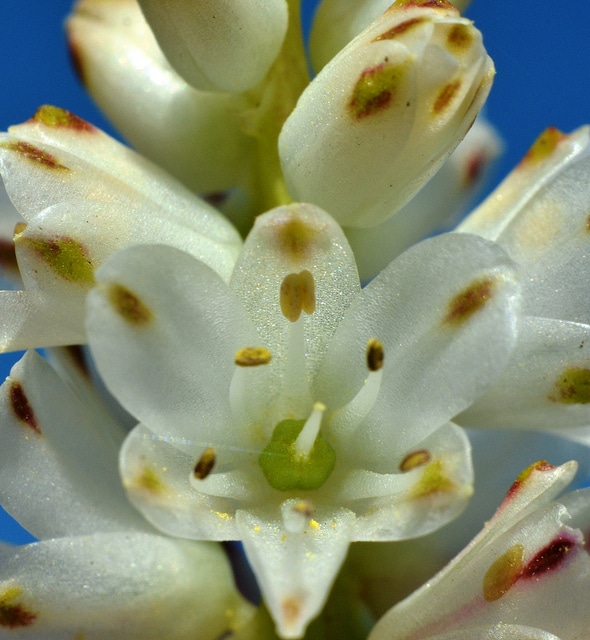 Lachenalia contaminata