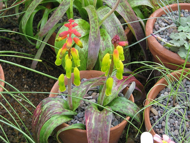 Lachenalia contaminata (Lachenalia contaminata)