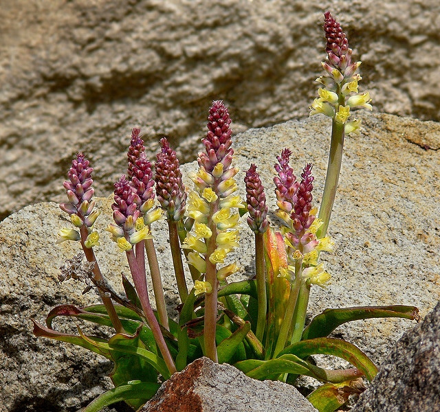 Lachenalia pallida