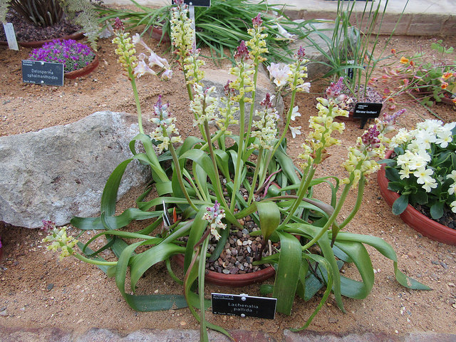 Lachenalia pallida