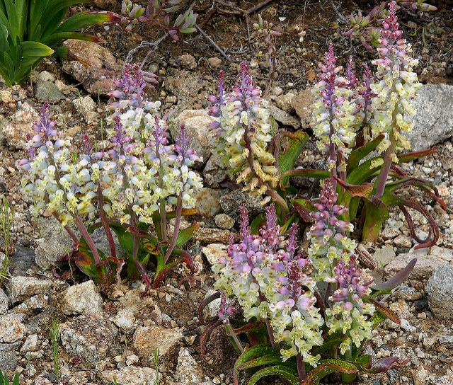 Lachenalia pallida